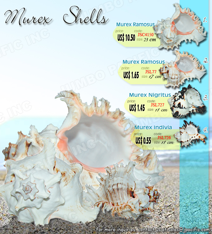 Murex Ramosus, Nigritus and Indivia Polished Shells Shell specimens that are beautifully cleaned and polished. Murex Ramosus, Nigritus and Indivia Polished Shells. Product Code: JSC4150, JSL77, JSL727, JSL726